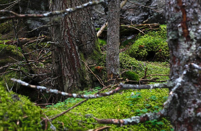 Forest by Thomas Jäger