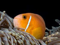 Malediven-Anemonenfisch schaut von seiner Anemone auf