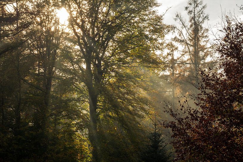 Jakobsleiter von René Jonkhout