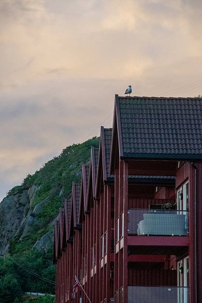 Möwe auf der Lauer von Manon Verijdt