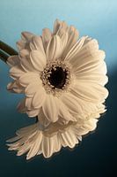 Une lumière chaude tombe sur un gerbera blanc sur fond bleu avec dégradé de couleurs