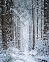 chemin forestier enneigé