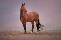 horse on the beach