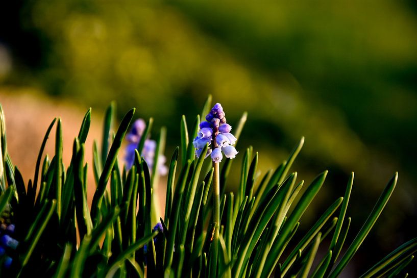 Druifhyacint / Muscari planten von Stef De Vos
