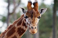 Une girafe curieuse regarde droit dans l'objectif
