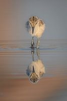 Avocette à bec bigarré