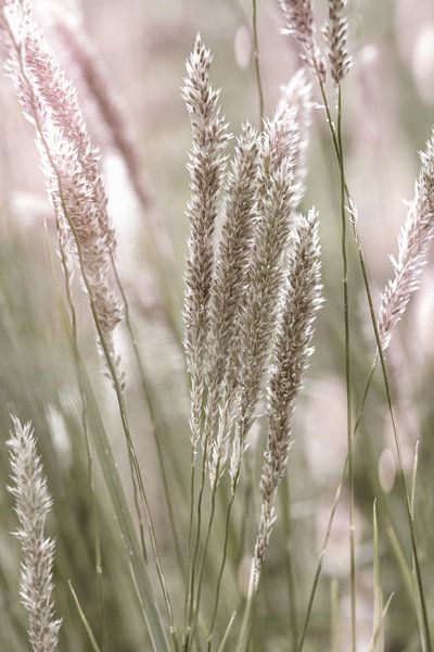 Roseaux par Patricia van Kuik