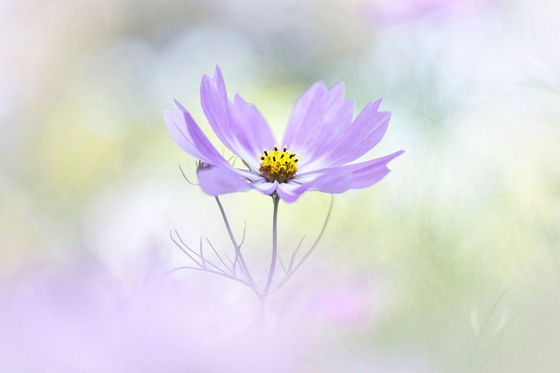 Ekstase im Leben 2 von Bob Daalder