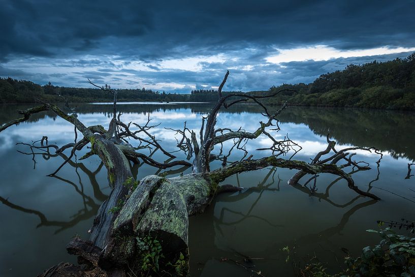 Baum im See von Jürgen Schmittdiel Photography