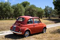 Fiat 500 im Olivenhain (2)