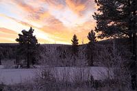 winterse zonsopkomst in Zweden
