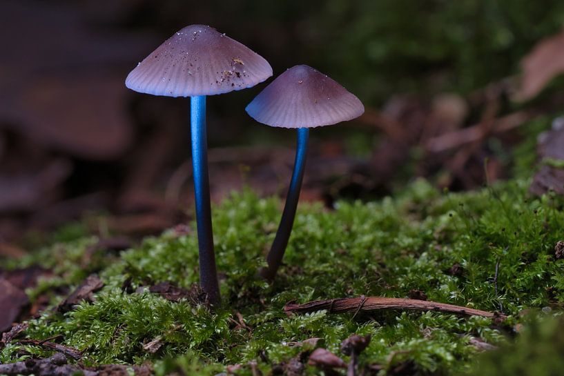 Delicate mushrooms filigree on the forest floor by Martin Köbsch