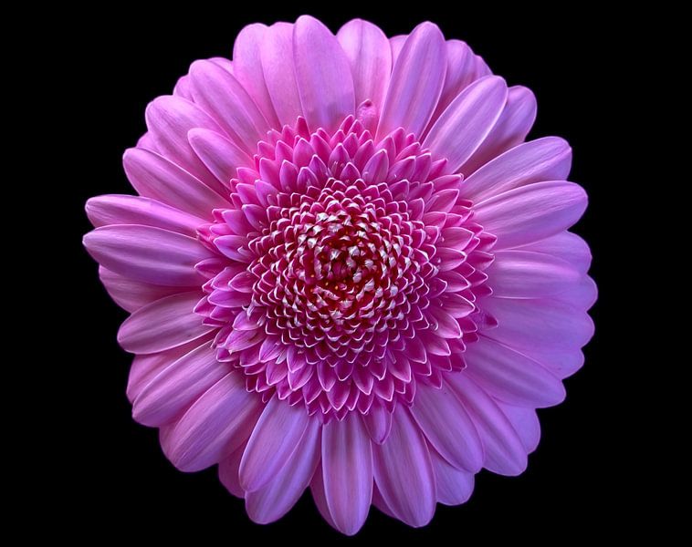 Flower Power von Digital Art Studio