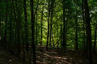 Wald mit Licht