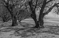 Tamarinden bringen schwarz-weiß Schatten an den heißen Strand