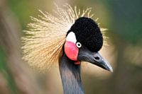 Porträt eines Grauen Kranichs, Tansania, Afrika