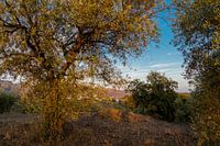 Abendspaziergang in den Bergen von Andalusien
