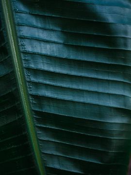 Botanical photography print | Dark green tropical leaf of a palm | Jungle Wanderlust art Art Print by Raisa Zwart Travel Photography Prints