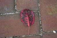Red leaf