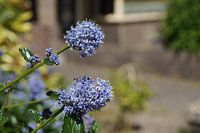 Lila Blumen in voller Blüte