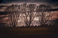 Trois arbres près de Binsheim sur le Rhin