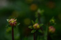 Dahlias in the field