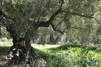 Ancient olive tree in spring II