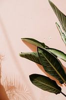 Leaf of a green plant for a pink wall