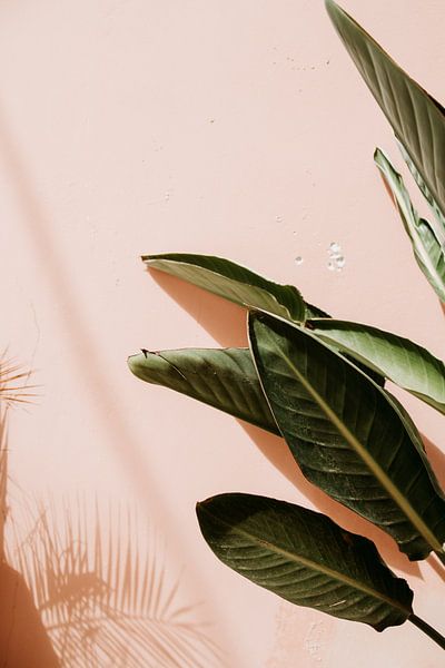 Blatt einer grünen Pflanze für eine rosa Wand von Hey Frits Studio