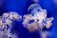 Die Farben des Meeres - Blaupunkt-Qualle