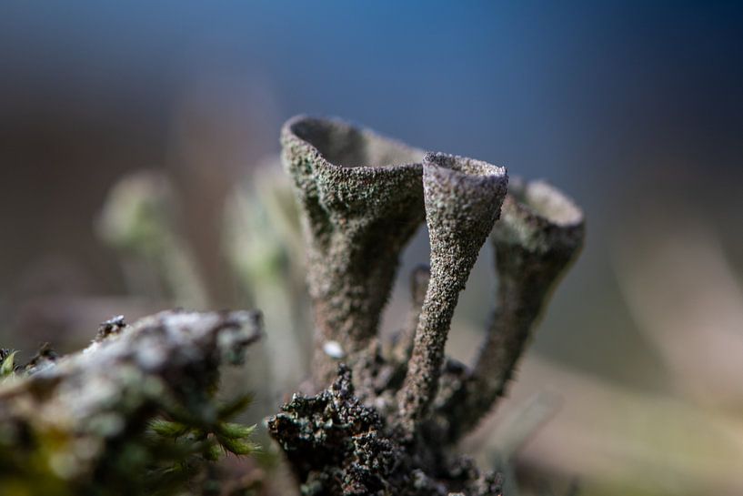 Cladonia von Ingrid Aanen