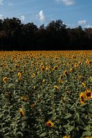 Sonnige Fülle: ein Meer von strahlenden Sonnenblumen