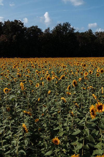 Sonnige Fülle: ein Meer von strahlenden Sonnenblumen von Heleen. Visual Storytelling