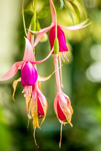 Fuchsie von Karl-Heinz Lüpke