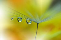 Rayon de soleil...III