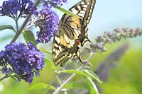 Swallowtail in backyard