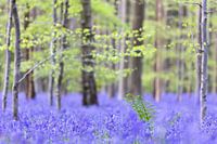 Holzhyazinthenteppich