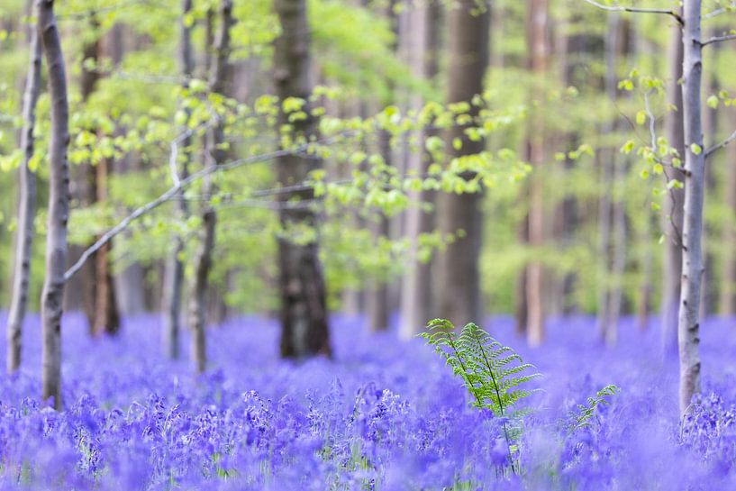 Woodland hyacinth carpet by Gregory & Jacobine van den Top Nature Photography