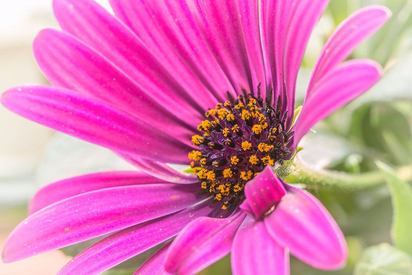 Kapkörbchen (Osteospermum) von Dietmar Wolf