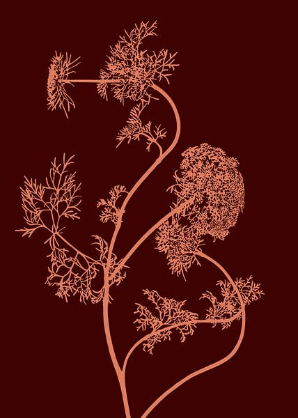 Common Hogweed | Illustration | Heracleum Sibiricum by Jansje Kamphuis