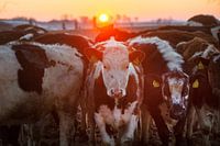 Cows in winter during sunrise in Friesland.