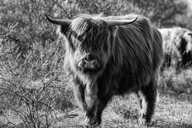 Scottish highlander in the morning sun - black and white by Arjen Schippers