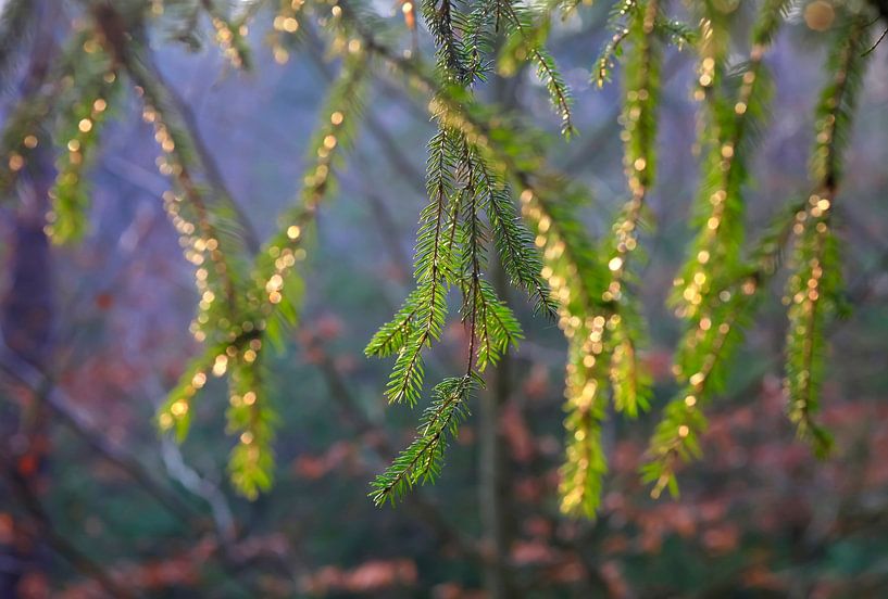 Evening light in the forest by Thomas Jäger