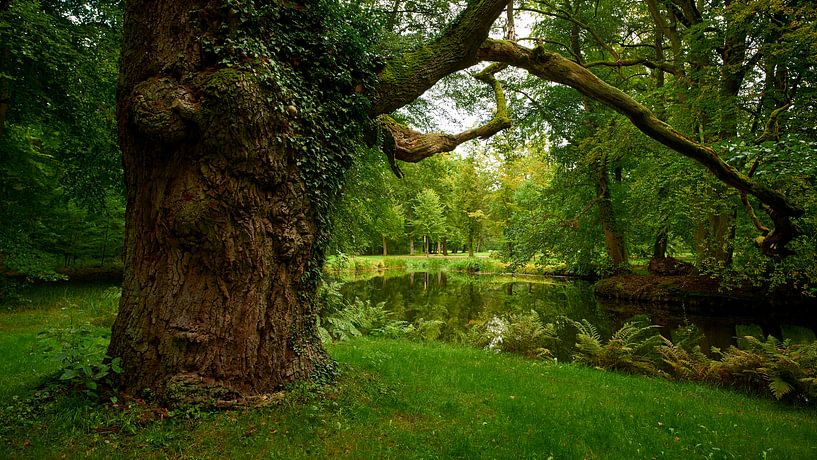 Old tree in the park of castle Ludwigslust by Jenco van Zalk