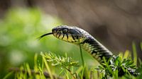 Grass snake