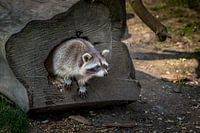 Between bark and shadow - the secret world of the raccoon