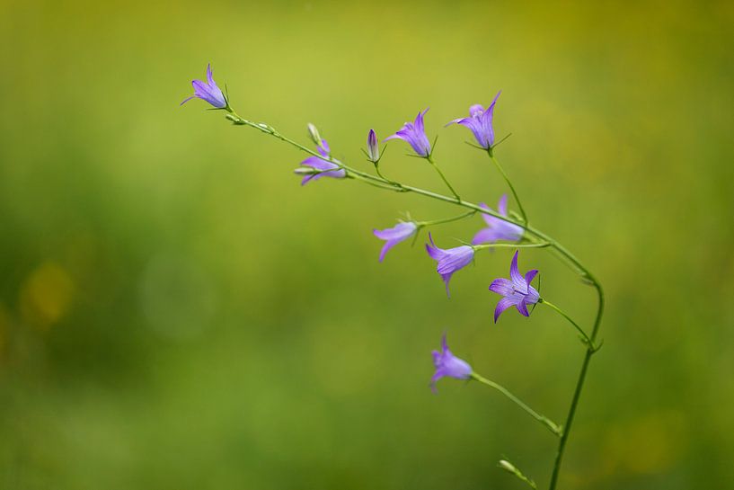 Grasuhr (Campanula rotundifolia) von Carola Schellekens