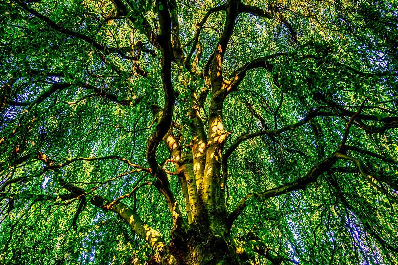 Blattwerk und Stamm der Trauerbuche von Dieter Walther