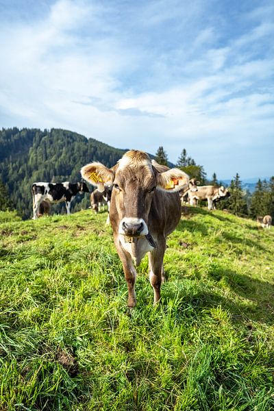 Vache de l'Allgäu dans l'herbe juteuse par Leo Schindzielorz