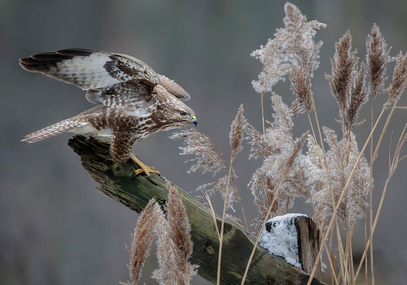 La liberté... par Arno van Zon photography